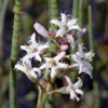 Вахта трехлистная Menyanthes Trifoliata L.
