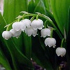 Ландыш майский Convallaria Majalis (Convallaria Transcaucasica Utkin) - Растение, содержащие сердечные гликозиды