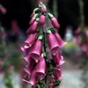 Наперстянка пурпуровая Digitalis Purpurea L. - Растение, содержащие сердечные гликозиды