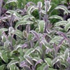 Шалфей лекарственный Salvia Officinalis L.