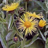 Девясил высокий Inula Helenium L.
