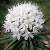 Багульник болотный Ledum Palustre L.