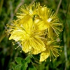 Зверобой продырявленный Hypericum Perforatum L.