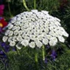 Амми большая Ammi Majus L.