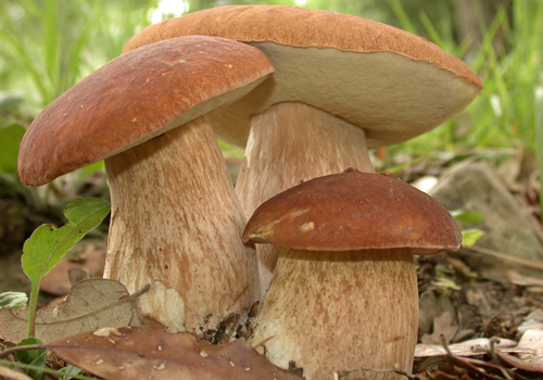 В грибах находится большое количество натуральных веществ, которые оказывают позитивное влияние на работу иммунной системы человека.