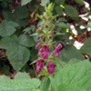 Чистец лесной Stachys Sylvaticus L.
