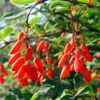 Барбарис обыкновенный Berberis Vulgaris L. Барбарис амурский Berberis Amurensis
