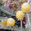 Астрагал шерстистоцветковый Astragalus Dasyanthus Pall. - Растение, содержащие гипотензивные, спазмолитические и антиаритмические вещества