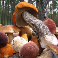 Грибочки.