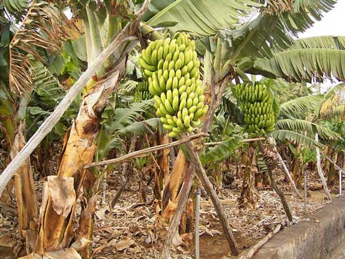 На огромных плантациях созревают несколько десятков миллионы фруктов, а одна кисть бананов на пальме может весить 80 кг.