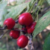 Боярышник пятипестичный Crataegus Pentaguna W. Et L.; Боярышник кровяно-красный Crataegus Sanguinea Pall.; Боярышник колючий Crataegus Oxyacantha L.