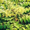 Аралия Шмидта Aralia Schmidtha - Растение со стимулирующим действием