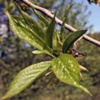 Эвкоммия вязолистная (Китайское гуттаперчевое дерево) Eucommia Ulmoides Oliver - Растение, содержащие гипотензивные, спазмолитические и антиаритмические вещества