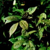 Элеутерококк колючий (свободноягодник колючий) Eleutherococcus Senticosus Maxim - Растение со стимулирующим действием