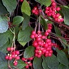 Лимонник китайский Schizandra Chinensis (Turcz) Baill - Растение со стимулирующим действием