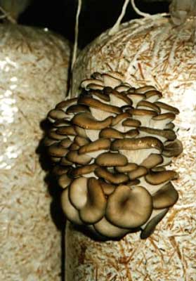Мицелий грибов можно купить в магазине.