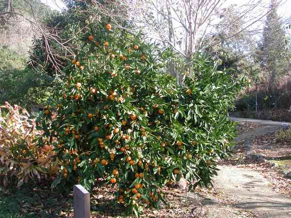 Дерево апельсина.