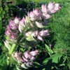 Шалфей мускатный Salvia Sclarea L.