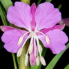 Кипрей (Иван-чай, Хаменериум узколистный) Chamenerium Angustifolium (L.) Scop.