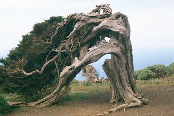Этому дереву поклонялись бимбачес