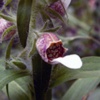 Наперстянка шерстистая Digitalis Lanata Ehrh. - Растение, содержащие сердечные гликозиды