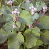 Лопух большой (Репейник) Arctium Lappa L.