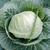Капуста белокочанная Brassica Oleraceae L.