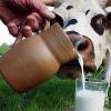 Покупаем молоко «из-под коровки»