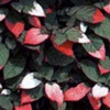 Актинидия коломикта Actinidia Colomicta Muxim; Актинидия острая Actinidia Arguta