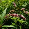 Горец перечный (водяной перец) Polygonum Hydropiper L.