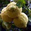 Лимон Citrus Limon Burm.