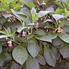 Красавка (белладонна обыкновенная) Atropa Belladonna L., Atropa Caucasica Kreyer - Растение, содержащие холинолитические вещества