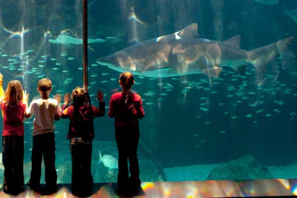 Тур по знаменитому аквариуму двух океанов приведет в восторг детей.