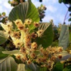 Липа сердцевидная Tilia Cordata Mill